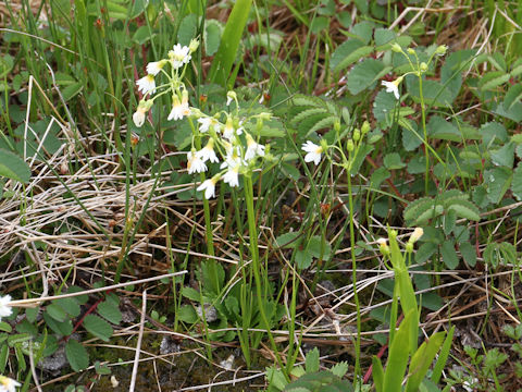 Primula nipponica