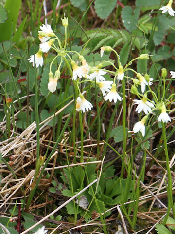 Primula nipponica