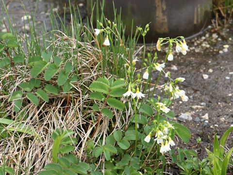 Primula nipponica