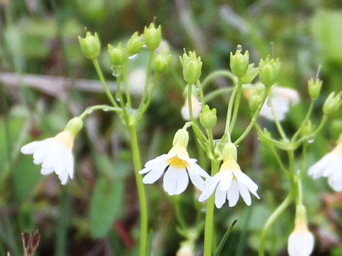 Primula nipponica