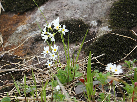 Primula nipponica