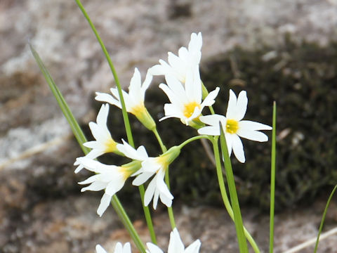 Primula nipponica