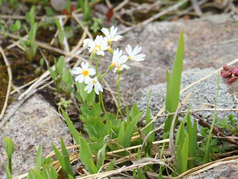 Primula nipponica