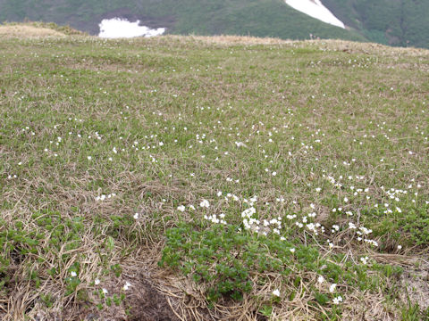 Primula nipponica