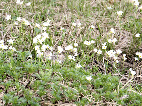 Primula nipponica