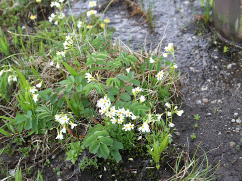 Primula nipponica