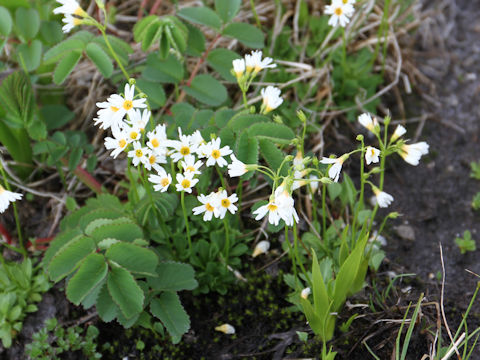 Primula nipponica