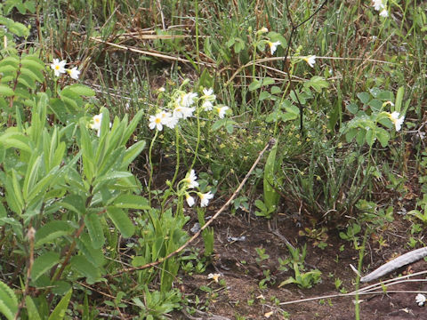 Primula nipponica