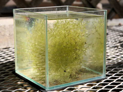 Lemna trisulca