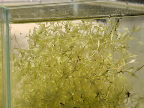 Lemna trisulca