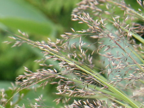 Calamagrostis longiseta