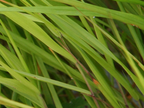 Calamagrostis longiseta