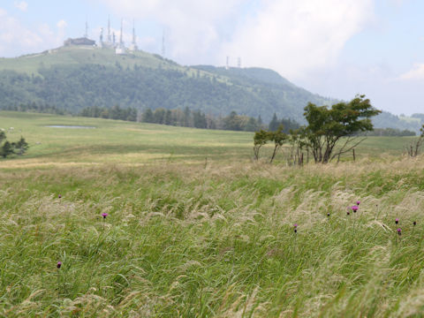 Calamagrostis longiseta