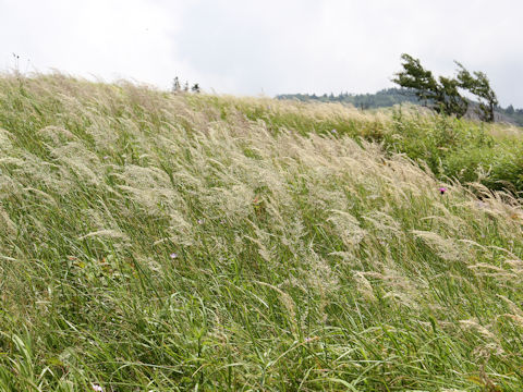 Calamagrostis longiseta