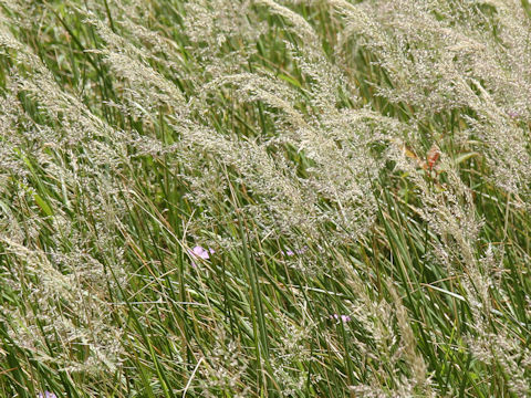 Calamagrostis longiseta