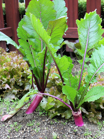 Brassica campestris var. akana