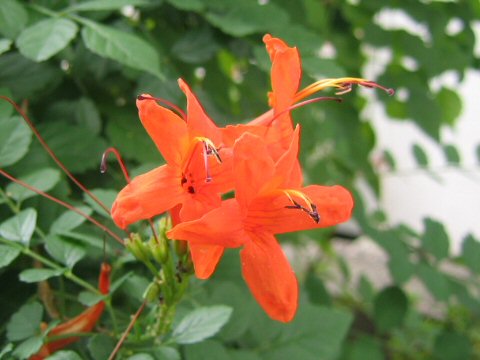 Tecomaria capensis