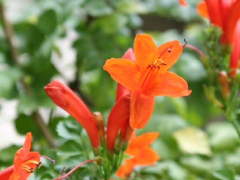 Tecomaria capensis