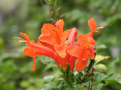 Tecomaria capensis