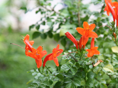 Tecomaria capensis