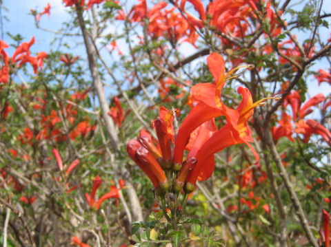 Tecomaria capensis