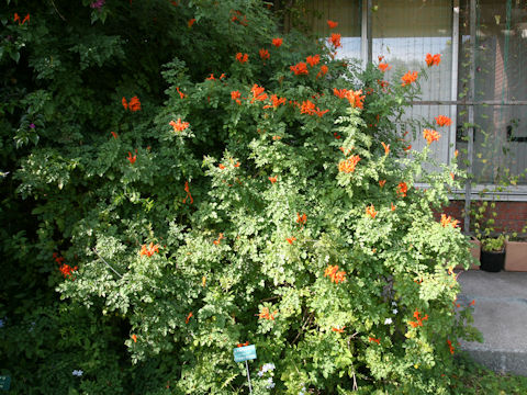 Tecomaria capensis