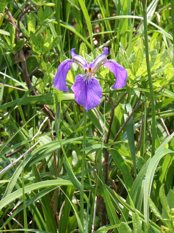 Iris setosa