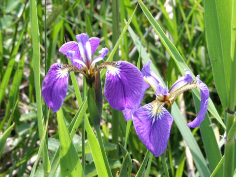 Iris setosa