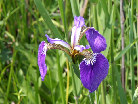 Iris setosa