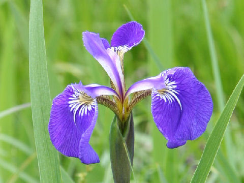 Iris setosa