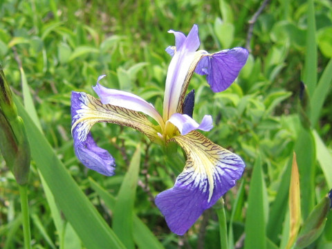 Iris setosa