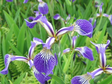 Iris setosa