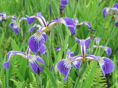 Iris setosa