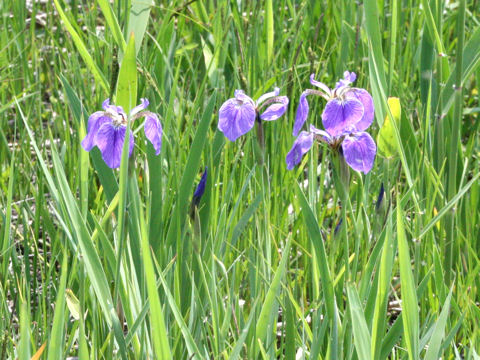 Iris setosa