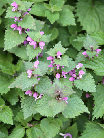 Lamium purpureum