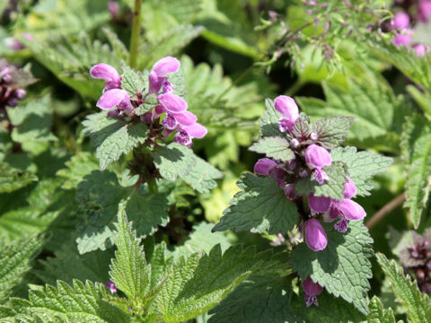 Lamium purpureum