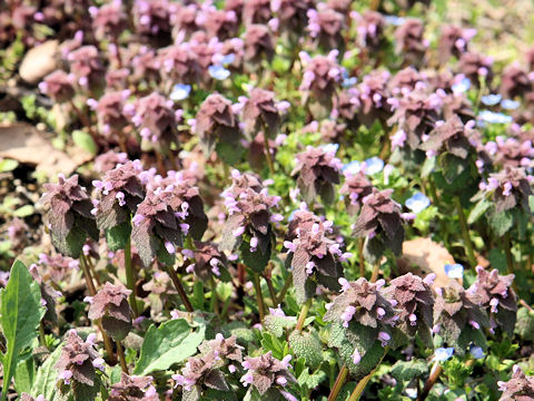 Lamium purpureum