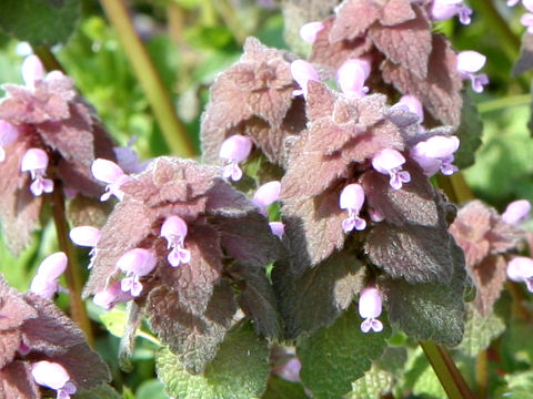 Lamium purpureum