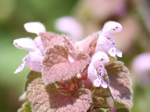 Lamium purpureum