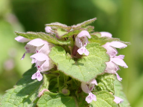 Lamium purpureum