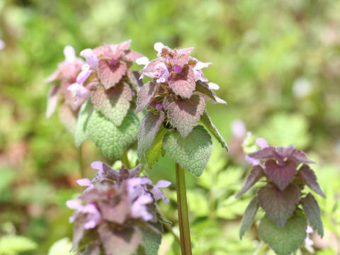 Lamium purpureum