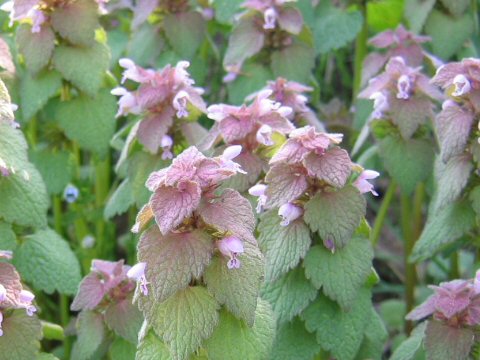 Lamium purpureum