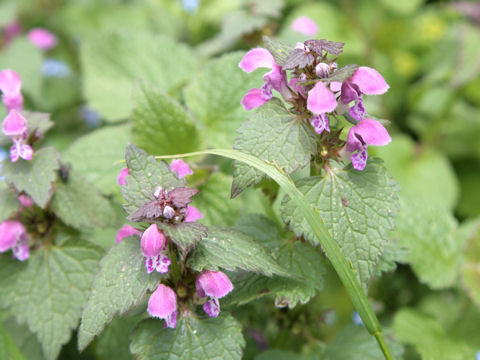 Lamium purpureum