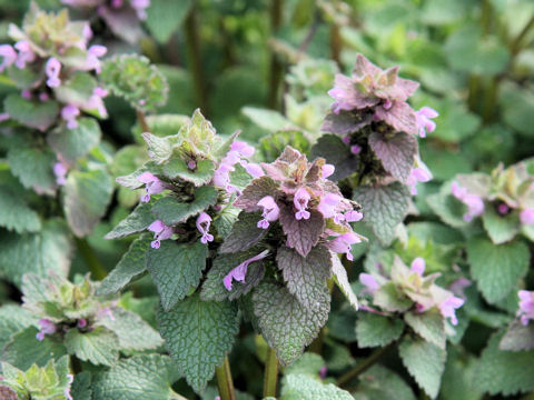 Lamium purpureum