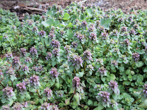 Lamium purpureum