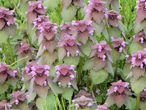 Lamium purpureum