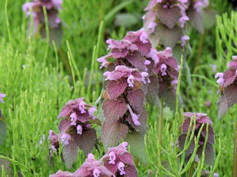 Lamium purpureum