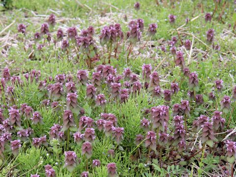 Lamium purpureum