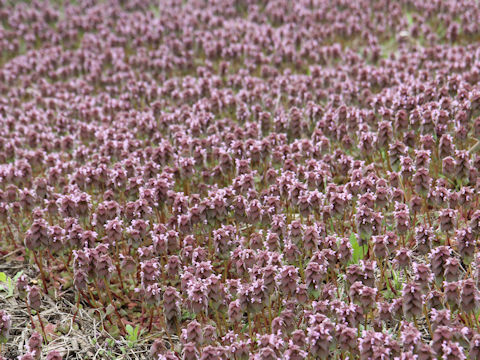 Lamium purpureum