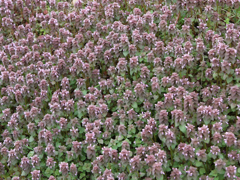 Lamium purpureum